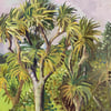 Cabbage Trees