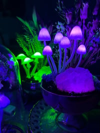 Image 2 of Antique tea cup led mushrooms