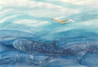 Image 1 of Swimming with a Whale Shark