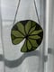Image of Light green lily pad