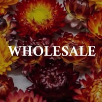 Image 1 of WHOLESALE Strawflower Heads - Orange