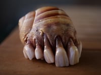 Image 8 of Dental Snull sculpture- blonde bone color, OOAK