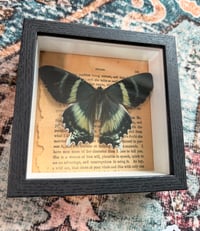Image 1 of Dayflying Moth 