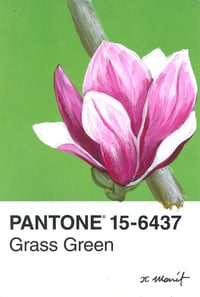 Image 1 of Magnolia Pantone