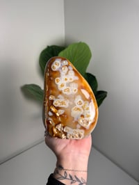 Image 1 of HONEYCOMB CARNELIAN FREEFORM -MADAGASCAR- B