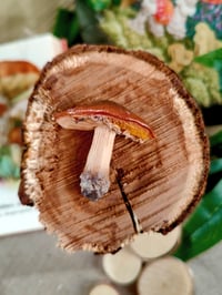 Image 3 of Grzybowe magnesy na lodówkę 