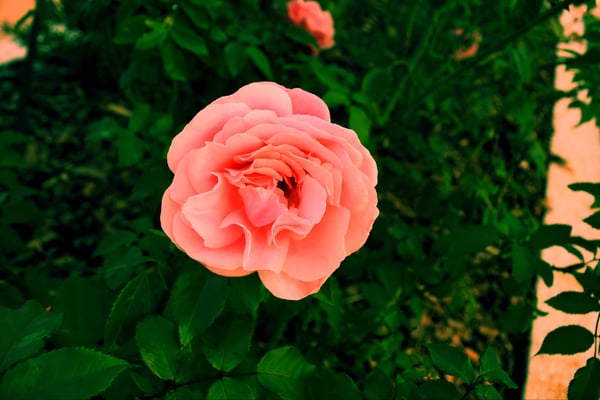 Image of Wavy Petals