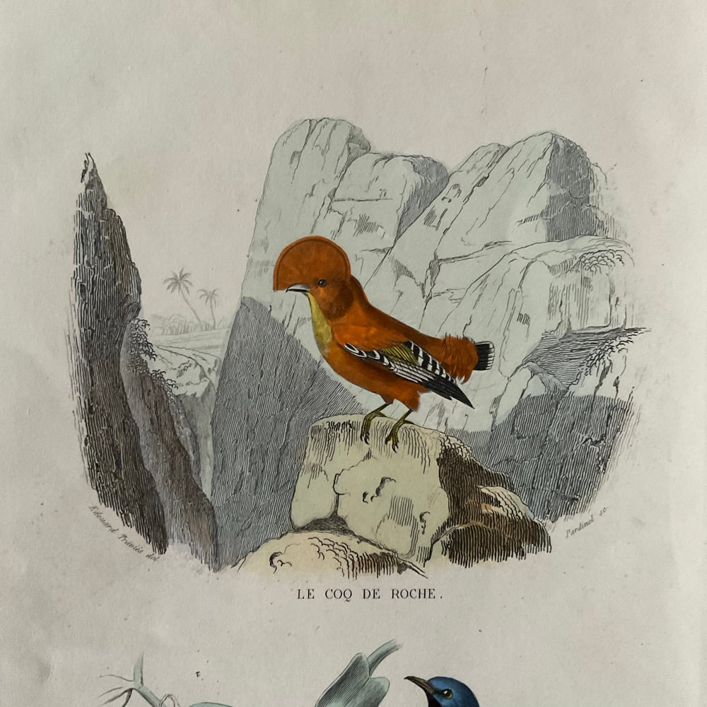 Image of Bird Picture no.2