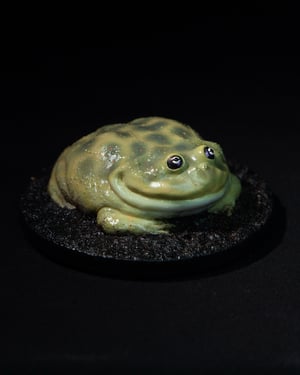 Budgett’s Frog Model