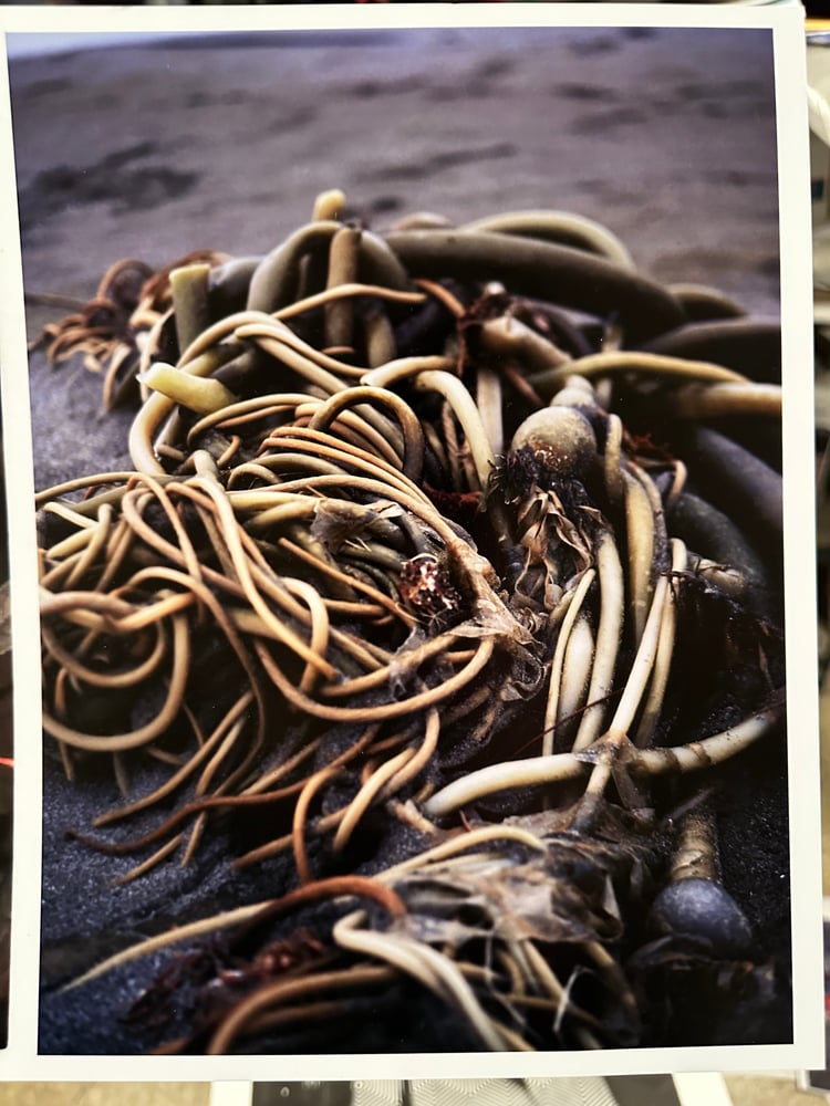 Image of Kelp