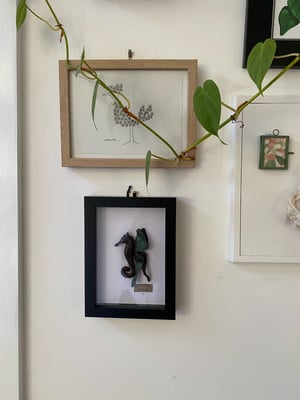 Image of Black Metallic Winged Seahorse framed specimen. Faux Taxidermy