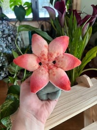 Image 3 of Lily Flower Bud - Yellow 2