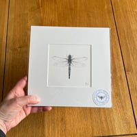Colour Dragonfly Giclee Prints