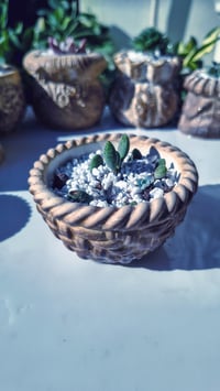 Image 1 of Basket medium -Sedum(με παχύφυτο)