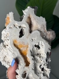 Image 2 of XL AGATIZED CORAL SLAB -FLORIDA- D