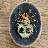Image 4 of Specimen spider (a,  4x5 inches)
