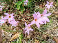 Image 2 of Rain Lily – 5 Pack Bulbs