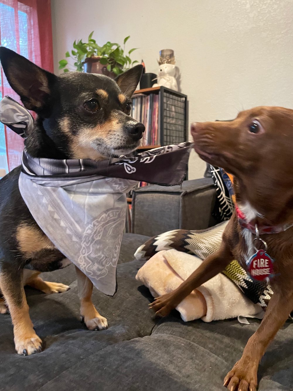 Chillona Tendencies Bandana