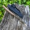 Image of 105 Skinner Black G10 S35VN