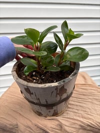Image 4 of Baby Rubber Plant in Rustic Wooden Pot 