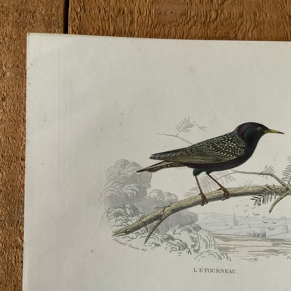Image of Bird Picture no.5