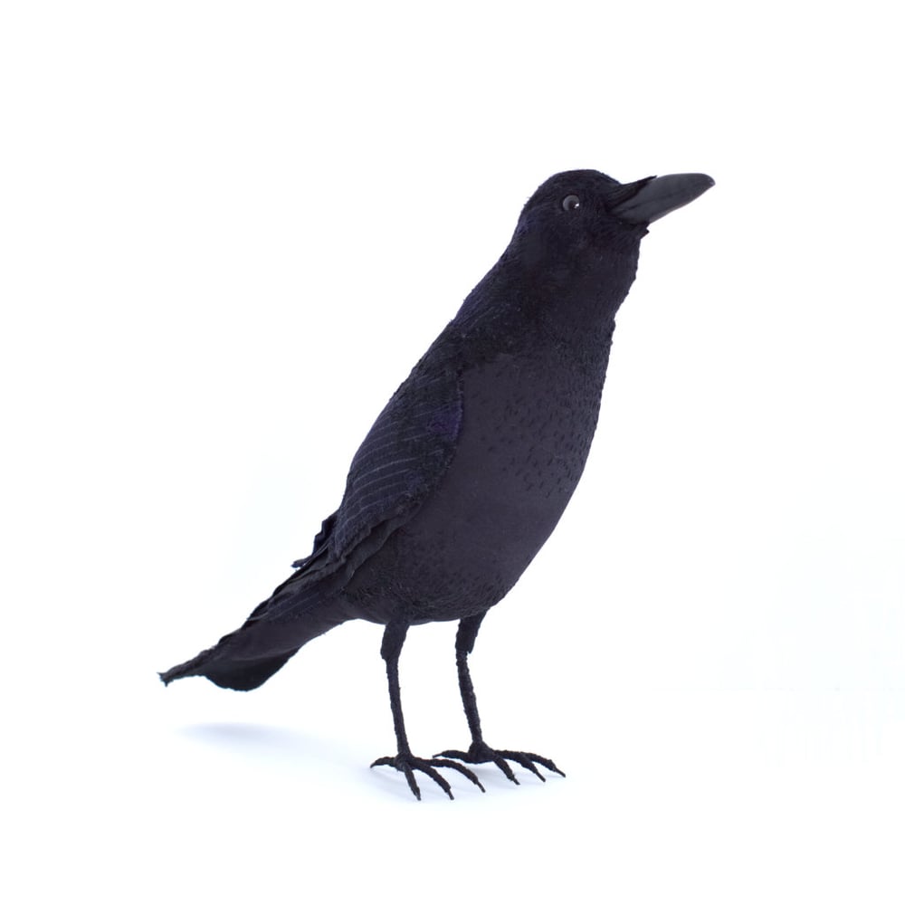 Image of Crow