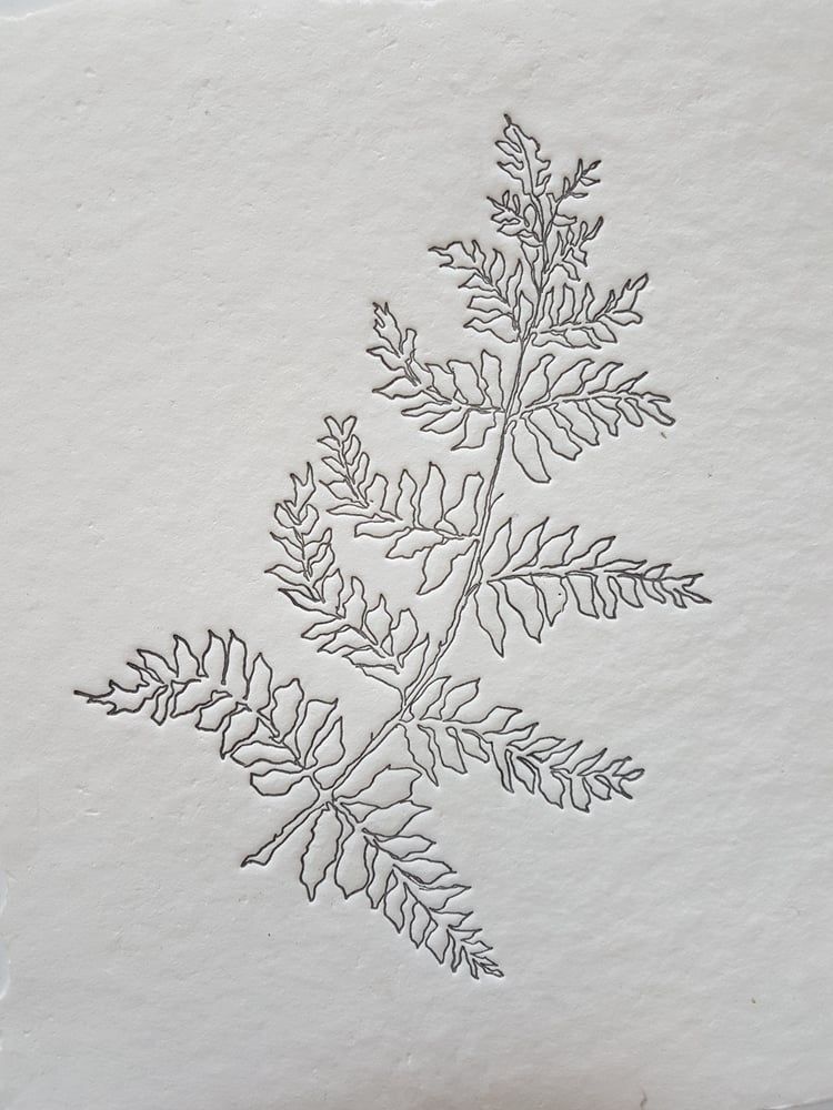 Image of fern