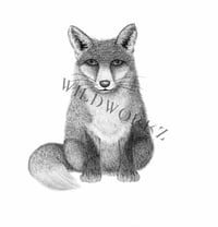 Image 1 of Male Fox