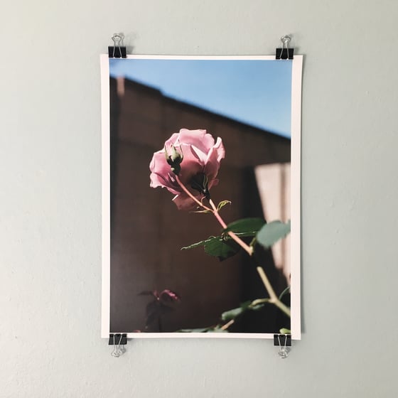 Image of A3 Rose Print