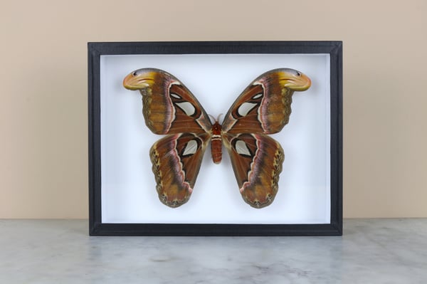Image of ATTACUS ATLAS - one of the biggest moths in the world 