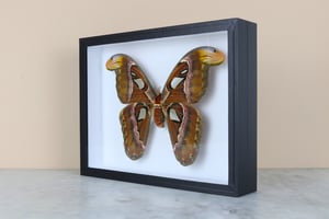 Image of ATTACUS ATLAS - one of the biggest moths in the world 