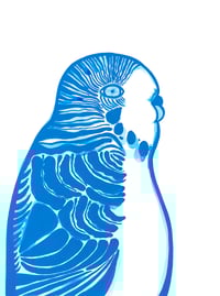 Image 1 of Budgerigar