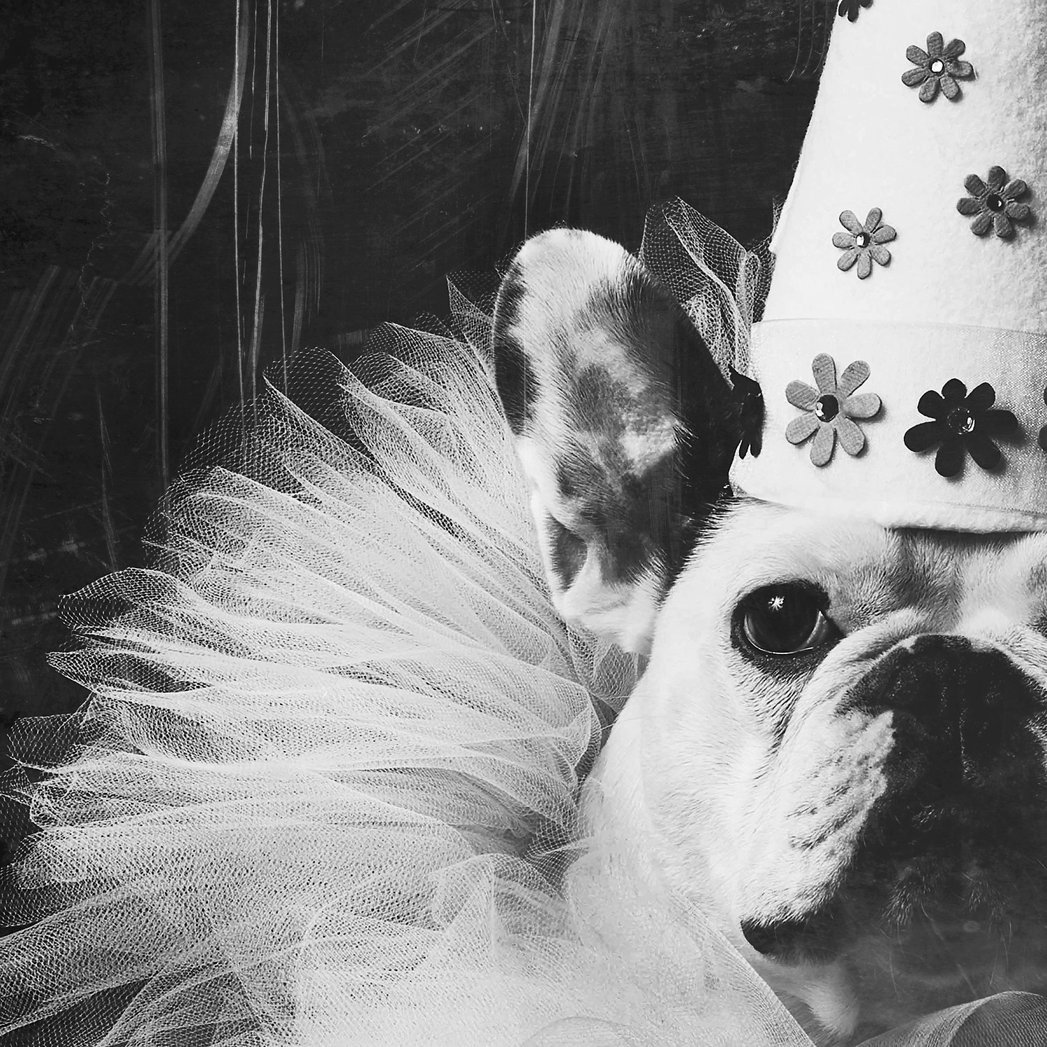Image of Happy Birthday French Bulldog II