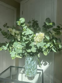 Image 5 of CONE HEADED HYDRANGEA 