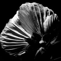 Late Bloom