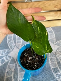 Image 3 of Marble Queen Pothos in Lilo & Stitch Mug