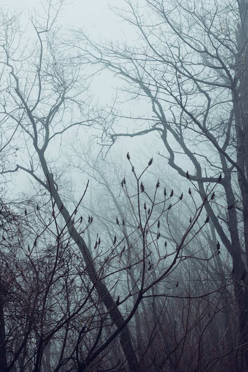 Image of Limbs in the ether