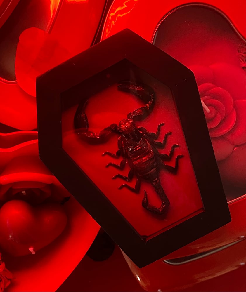 Image of Scorpion Coffin 