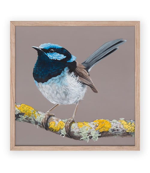 Blue Wren Print | Martinich&Carran