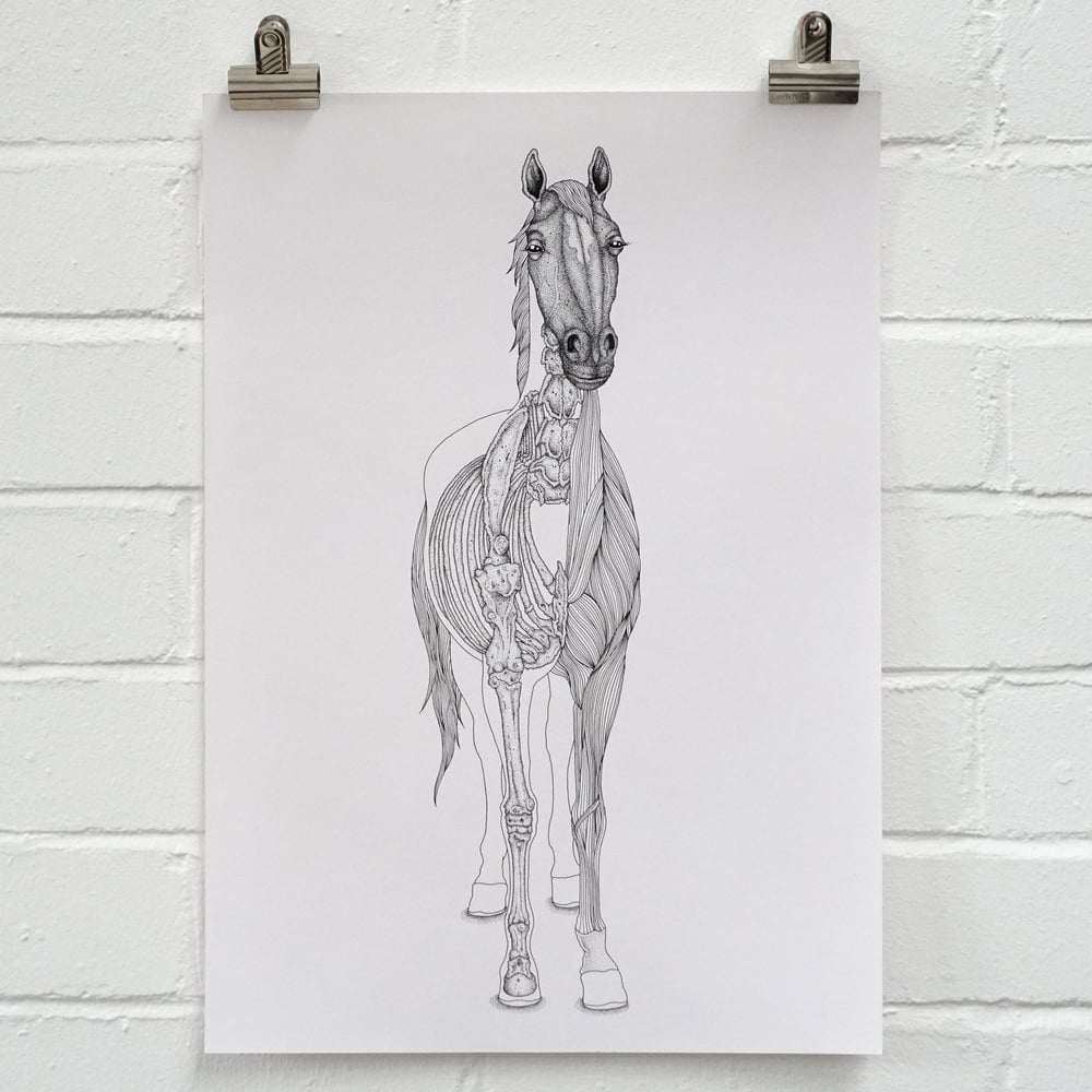 Image of Horse Anatomy - Original Ink Drawing