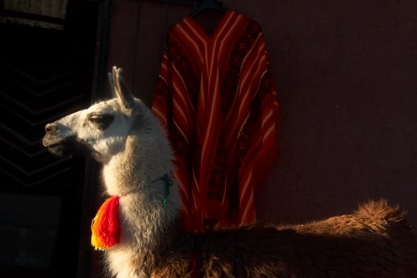 Image of framed print of original photograph - peruvian llama