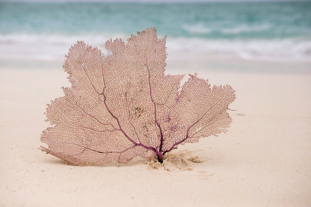 Image of Coral