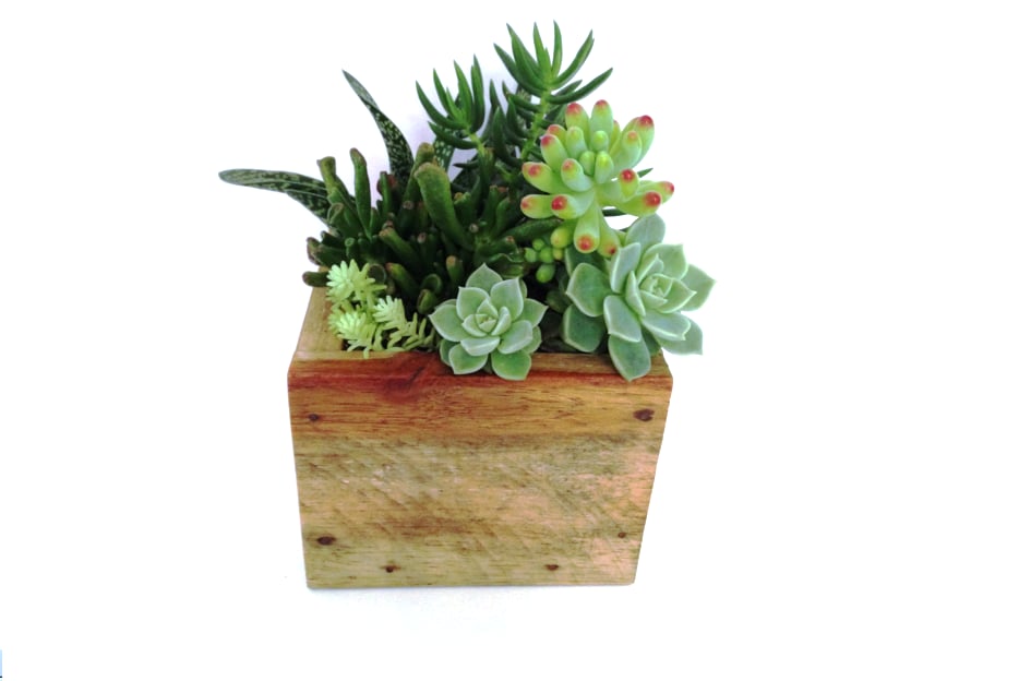 Image of Square Timber Boxer Planter