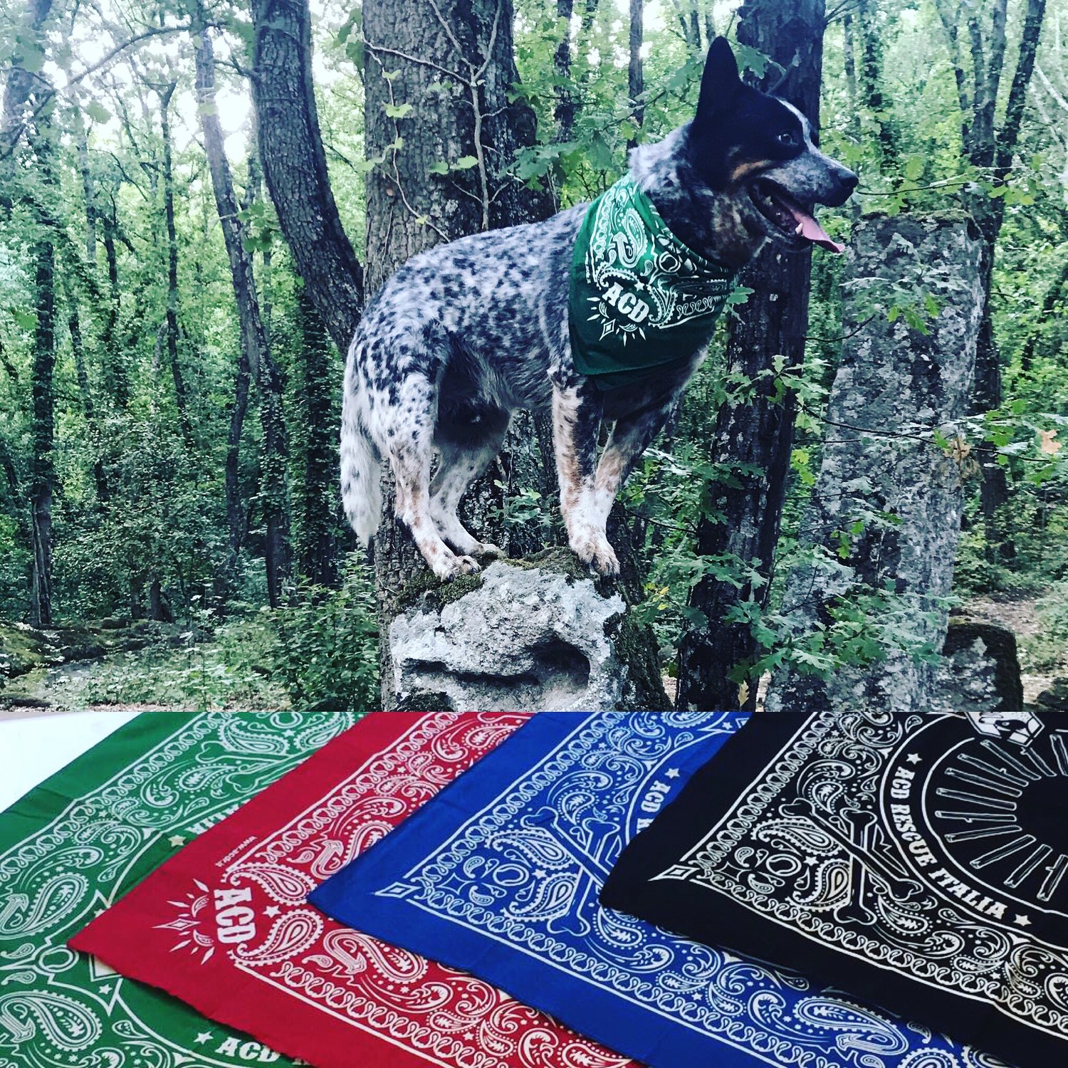 Image of Bandana ACDRI