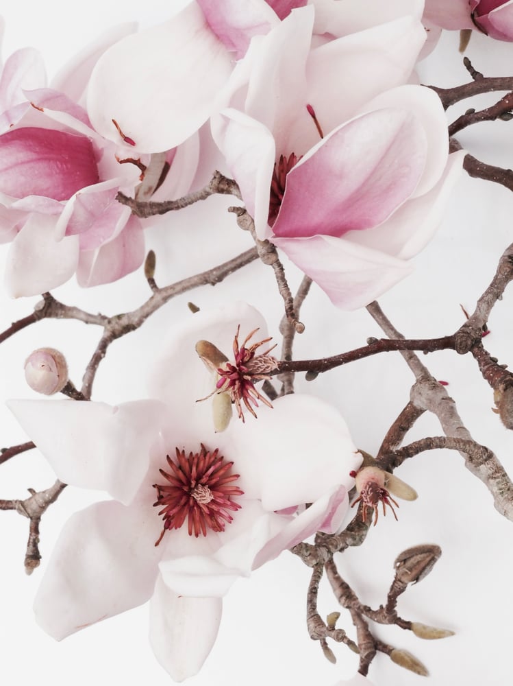 Image of magnolia Luisa