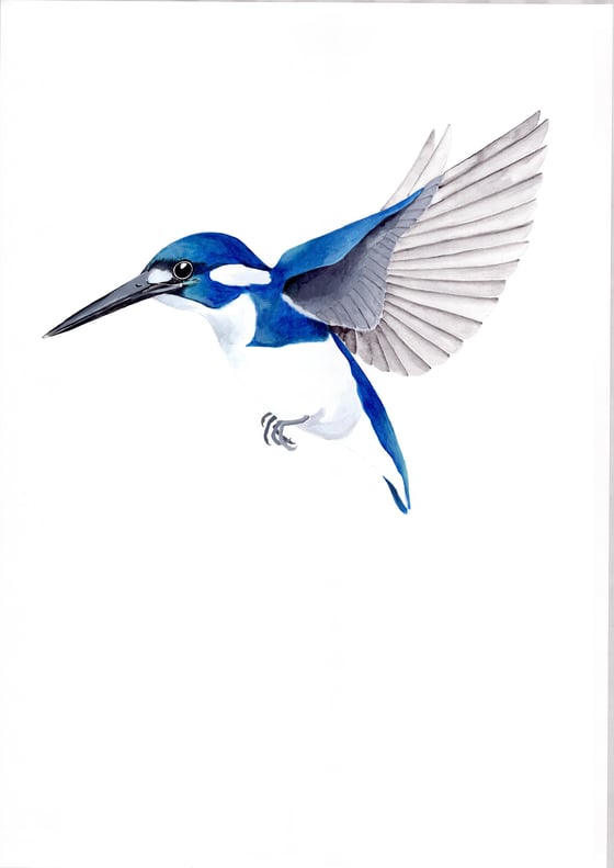 Image of Little Kingfisher - Limited Edition Print