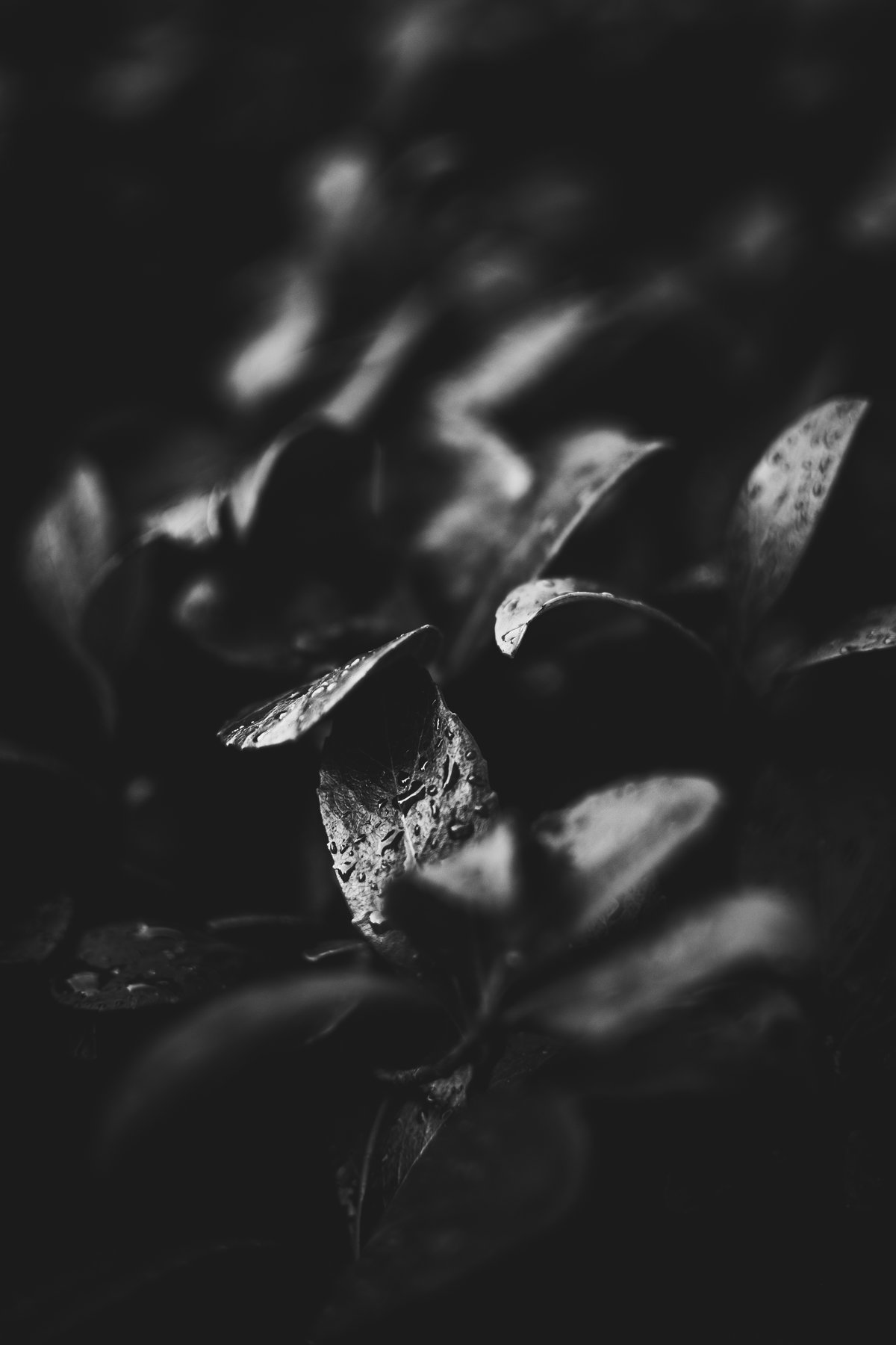 Image of Morning Dew