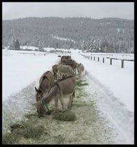 Image 5 of Buy-a-Bale