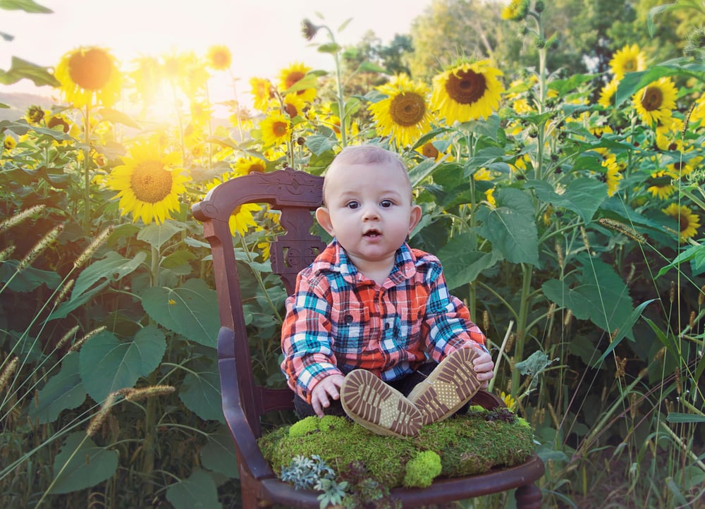 Image of Sunflower Mini Sessions