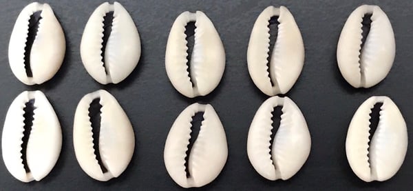 Image of Cowrie Shells Pack